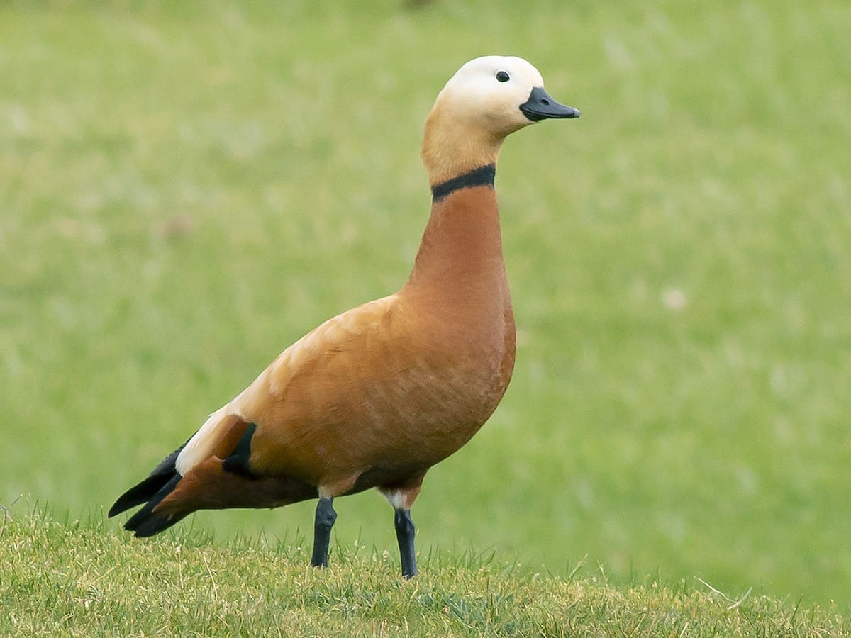 Ruddy Shelduck (Brahminy Duck)